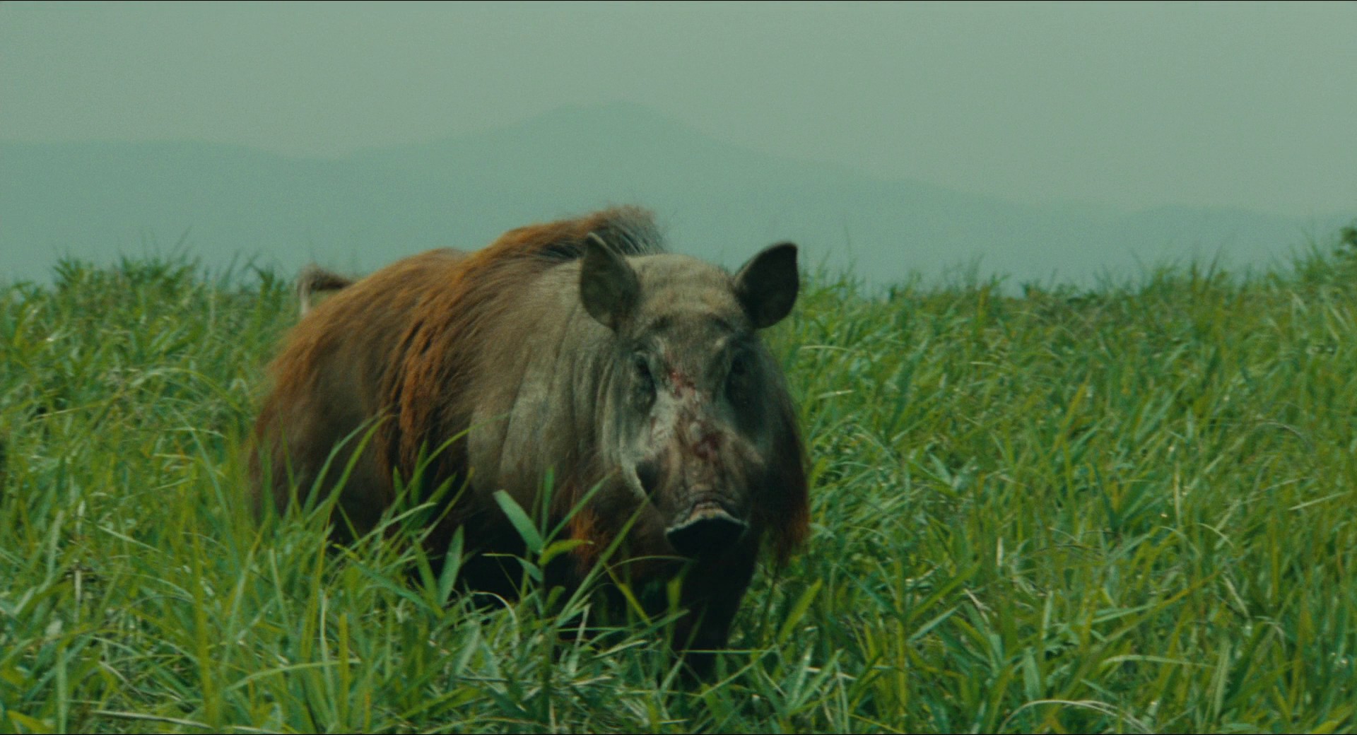 Ran (1985) —  shot,  lighting