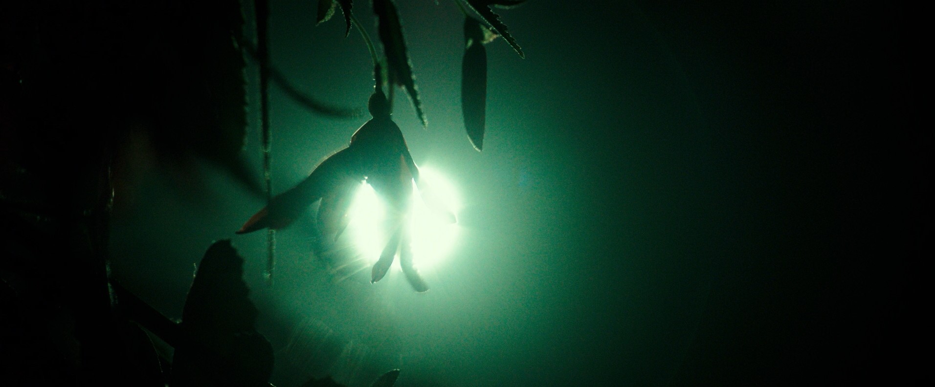 Don't Breathe (2016) —  shot,  lighting