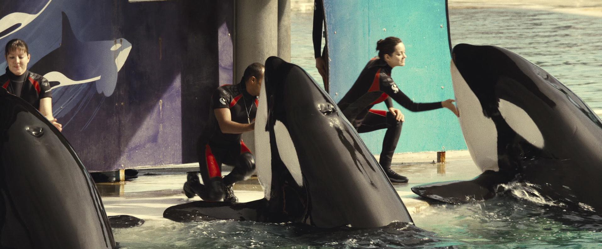 Rust and Bone (2012) —  shot,  lighting