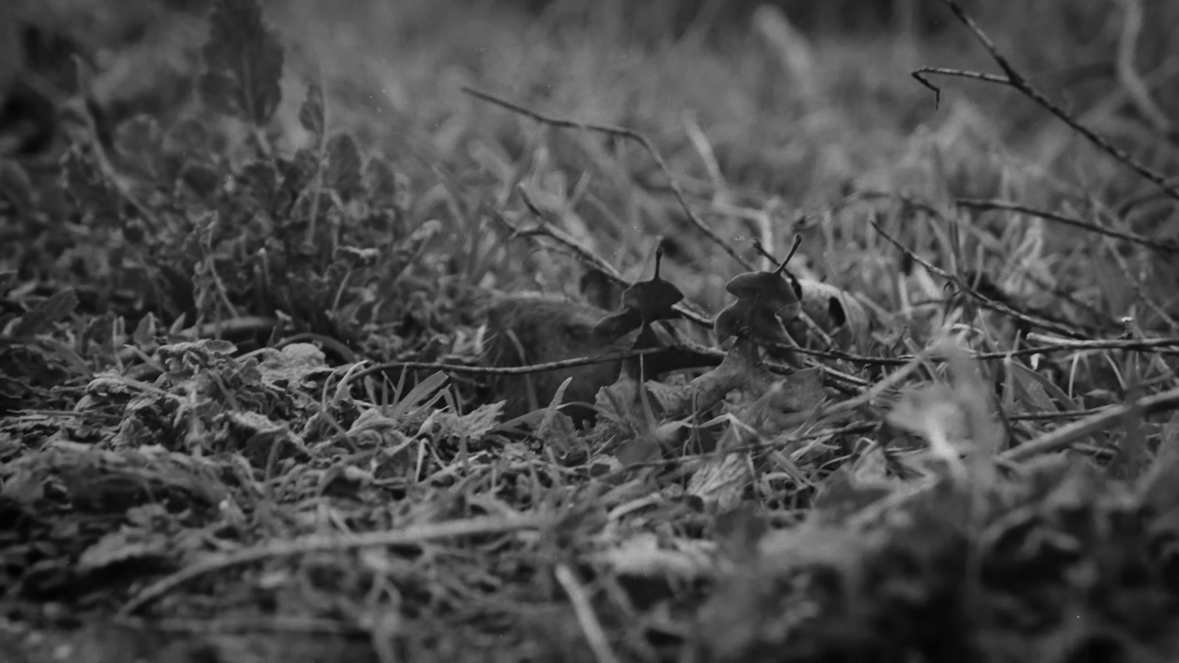 Instincts (2024) —  shot,  lighting