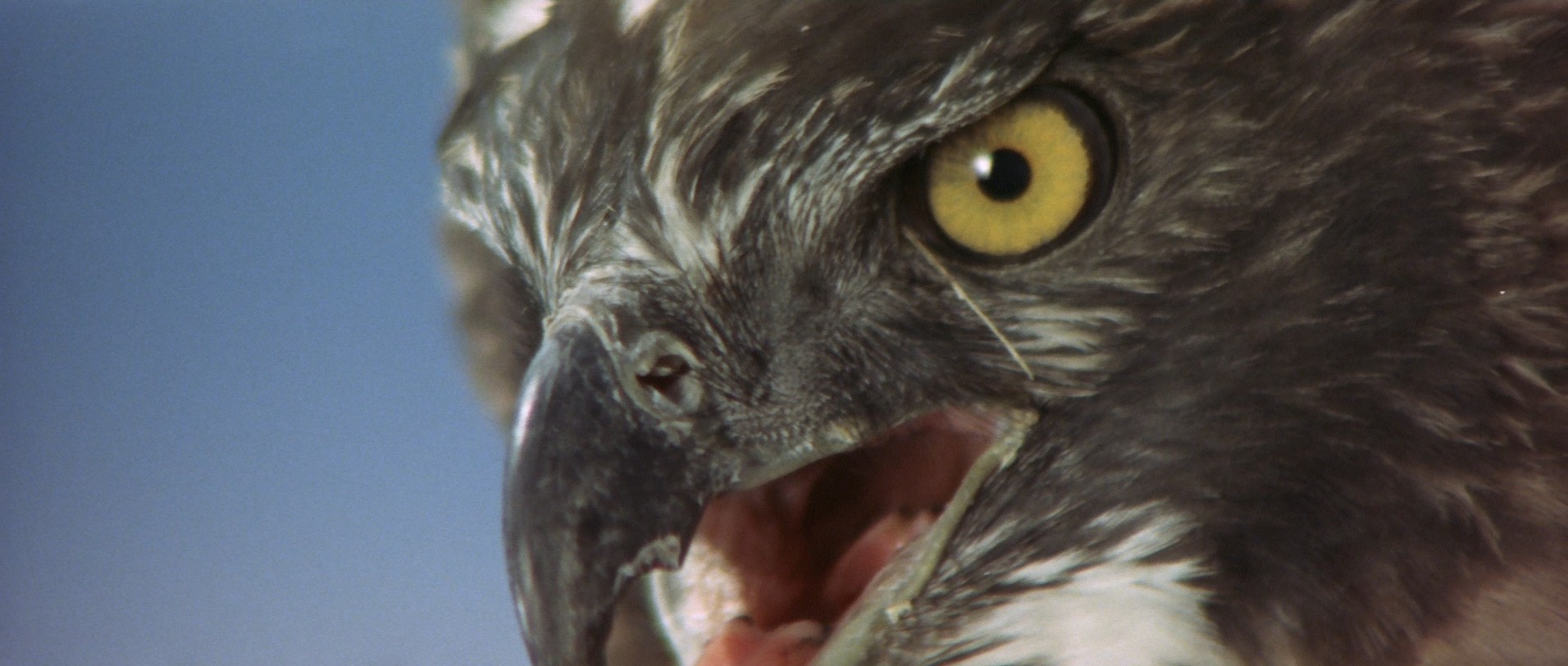 Wrath of Daimajin (1966) —  shot,  lighting