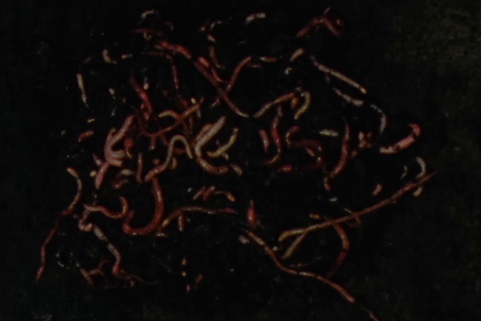 vinland (2024) —  shot,  lighting