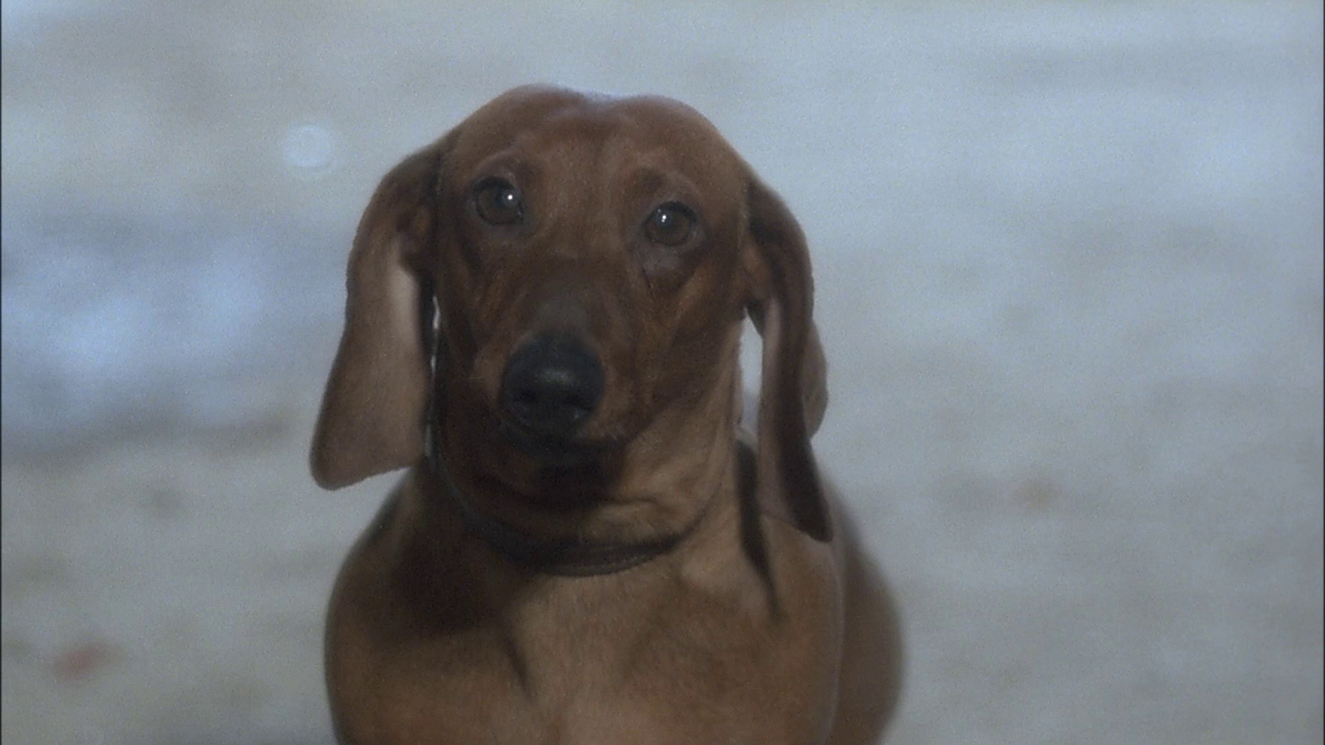 Angst (1983) —  shot,  lighting