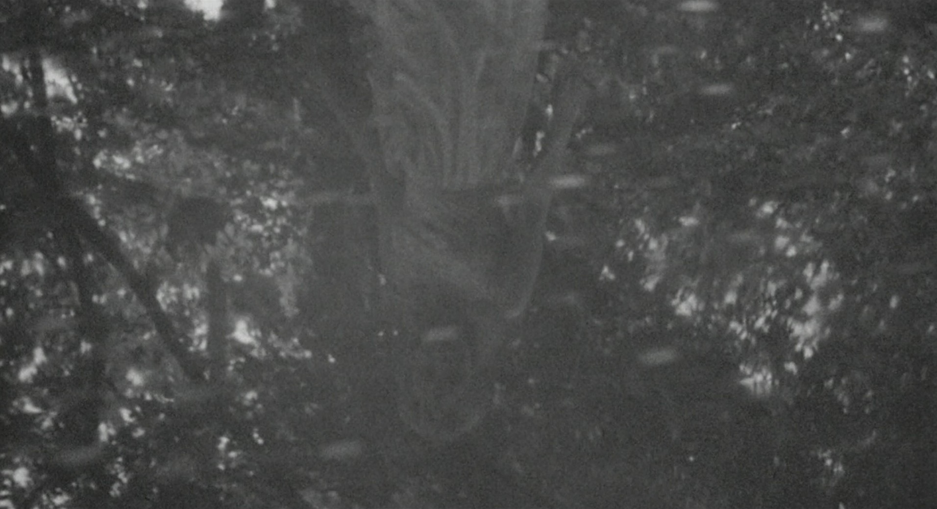 Lilith (1964) —  shot,  lighting