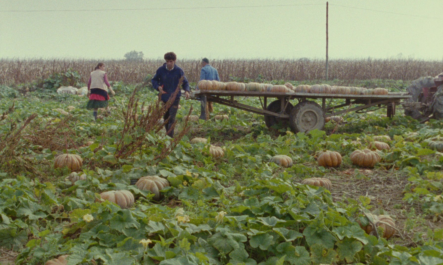 Y'aura t'il de la neige à Noël? (1996) —  shot,  lighting