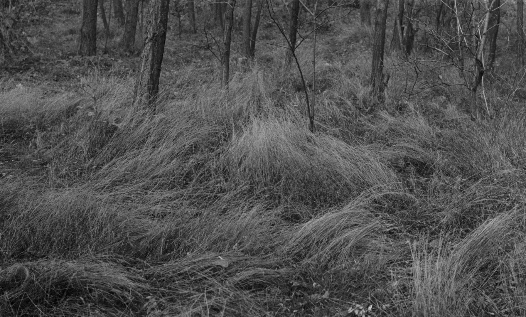 Wings of Desire (1993) —  shot,  lighting