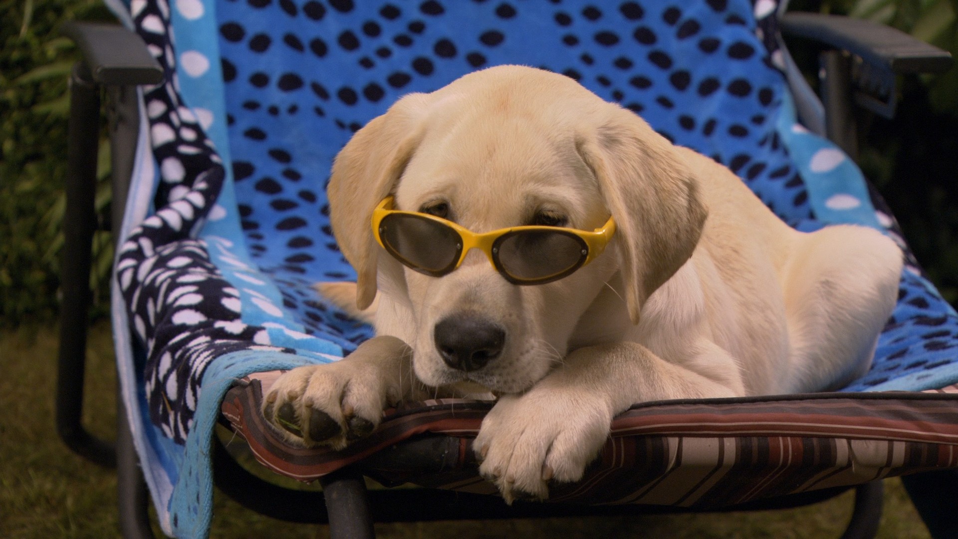 Marley & Me: The Puppy Years (2011) —  shot,  lighting