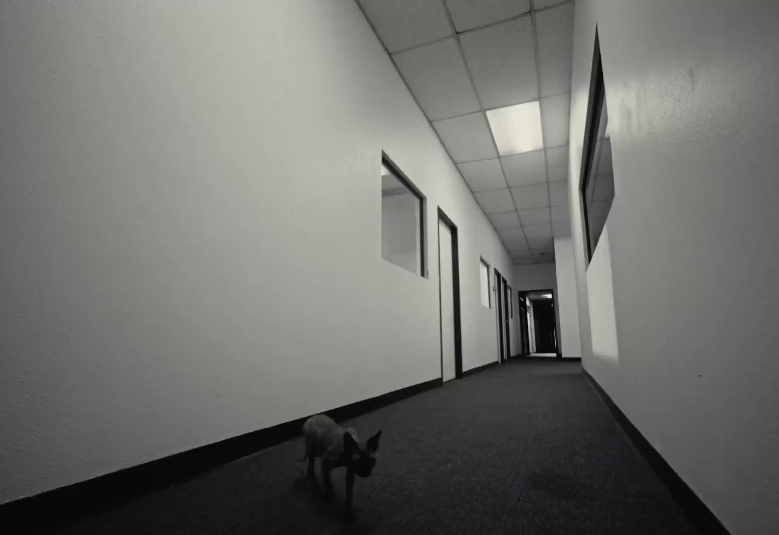 WIT IT (2025) —  shot,  lighting