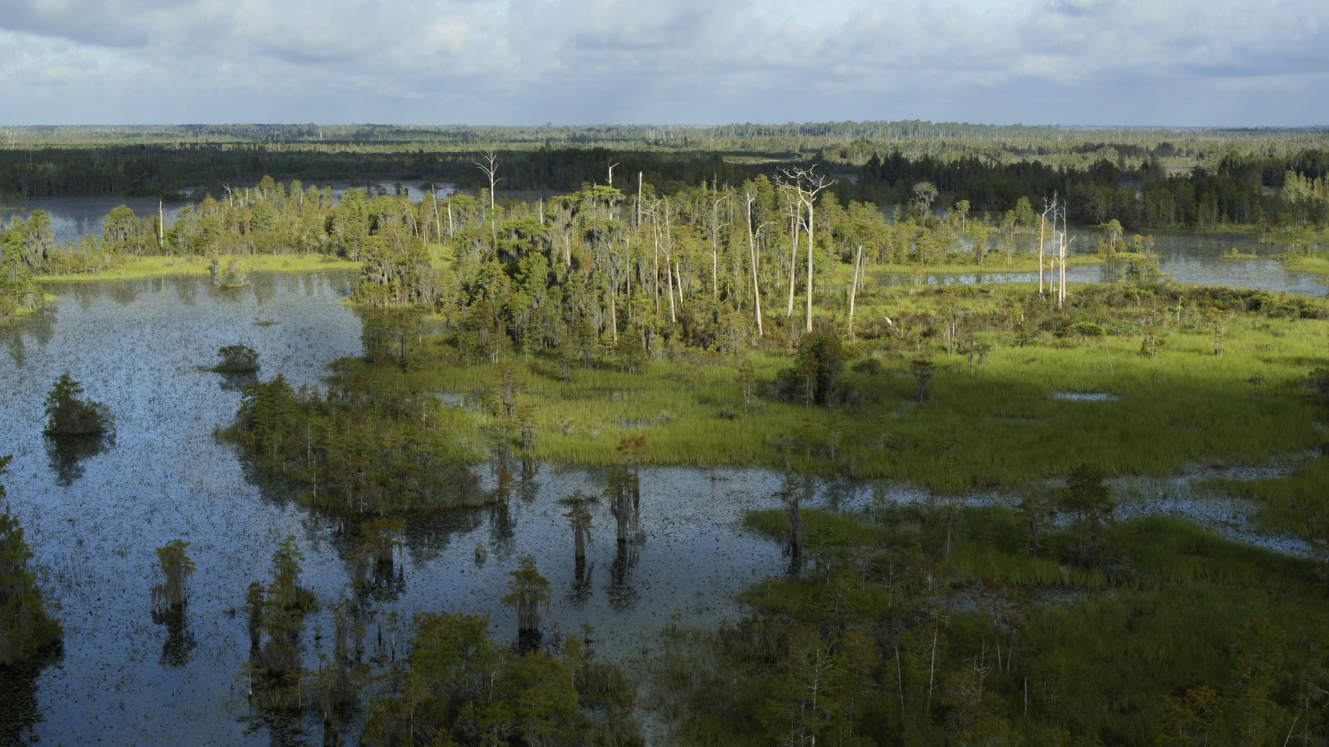 Swamps (2023) —  shot,  lighting