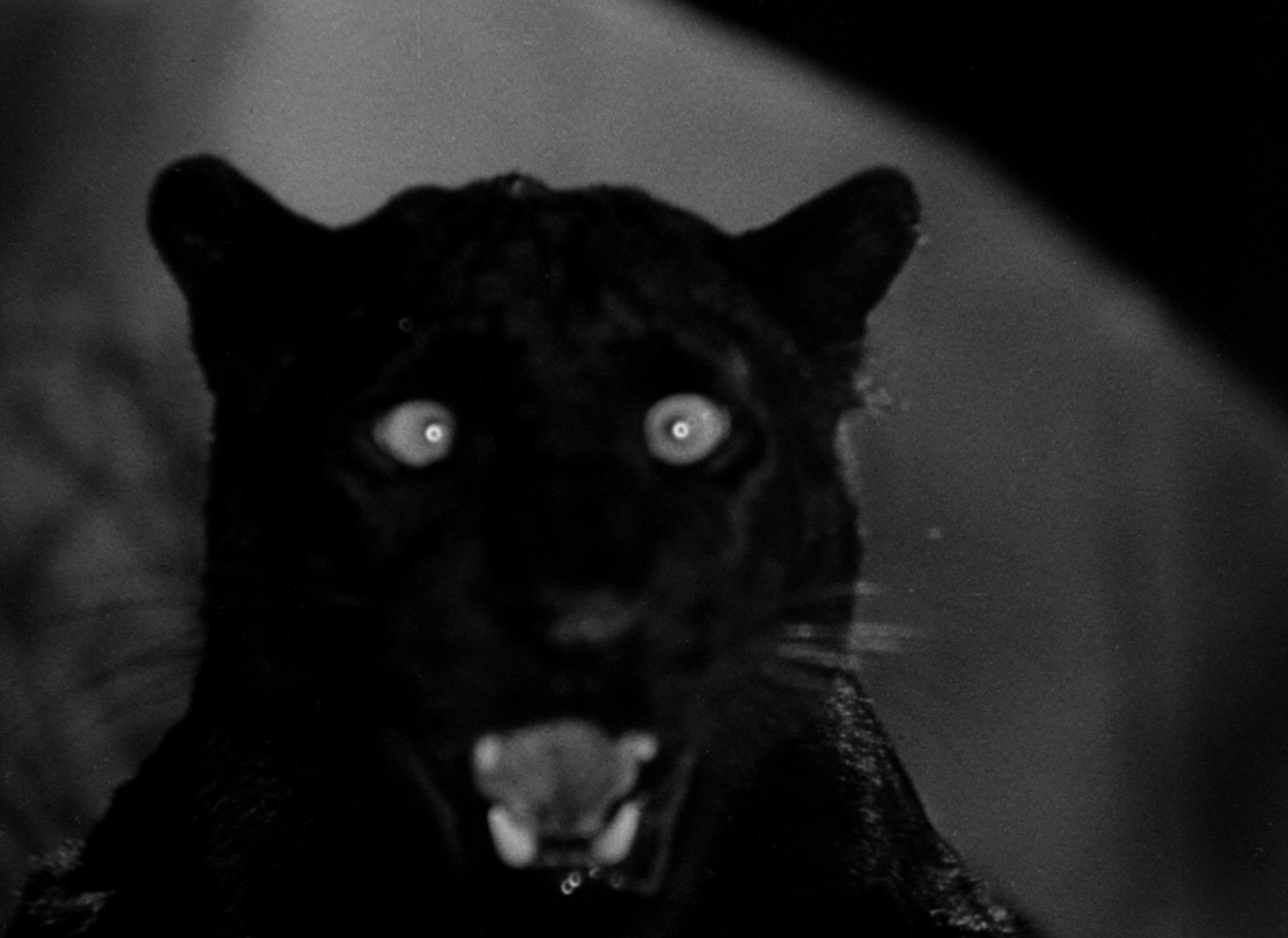 The Leopard Man (1943) —  shot,  lighting