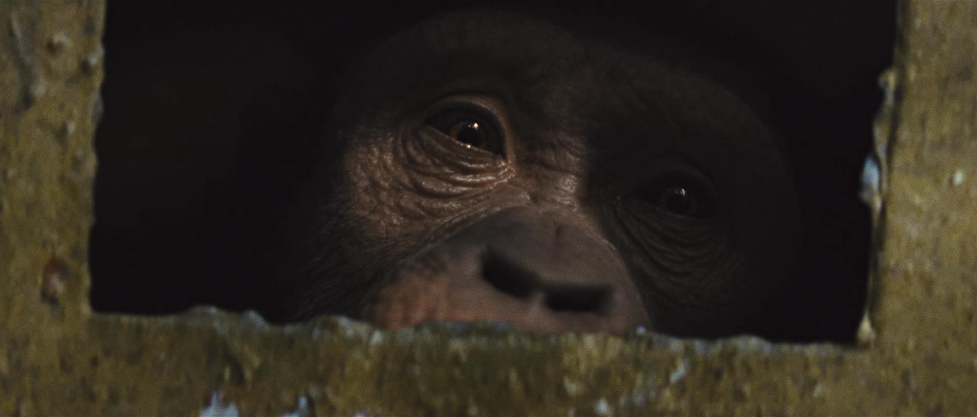 Rise of the Planet of the Apes (2011) —  shot,  lighting