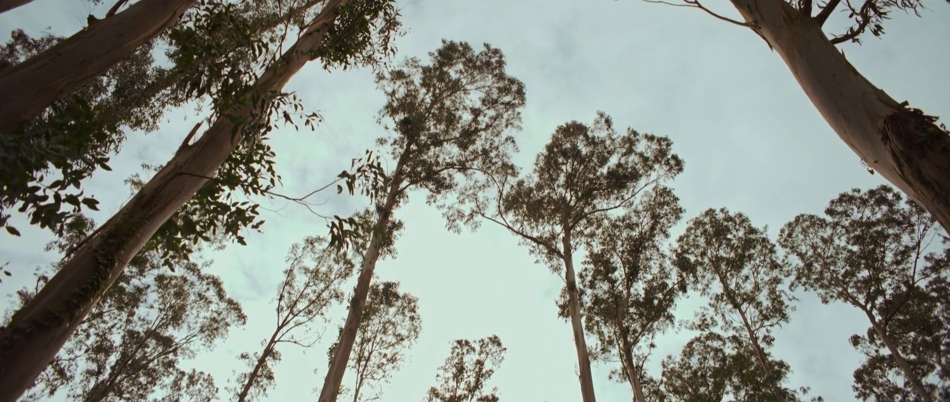 APOLLO & DAPHNE (2018) —  shot,  lighting