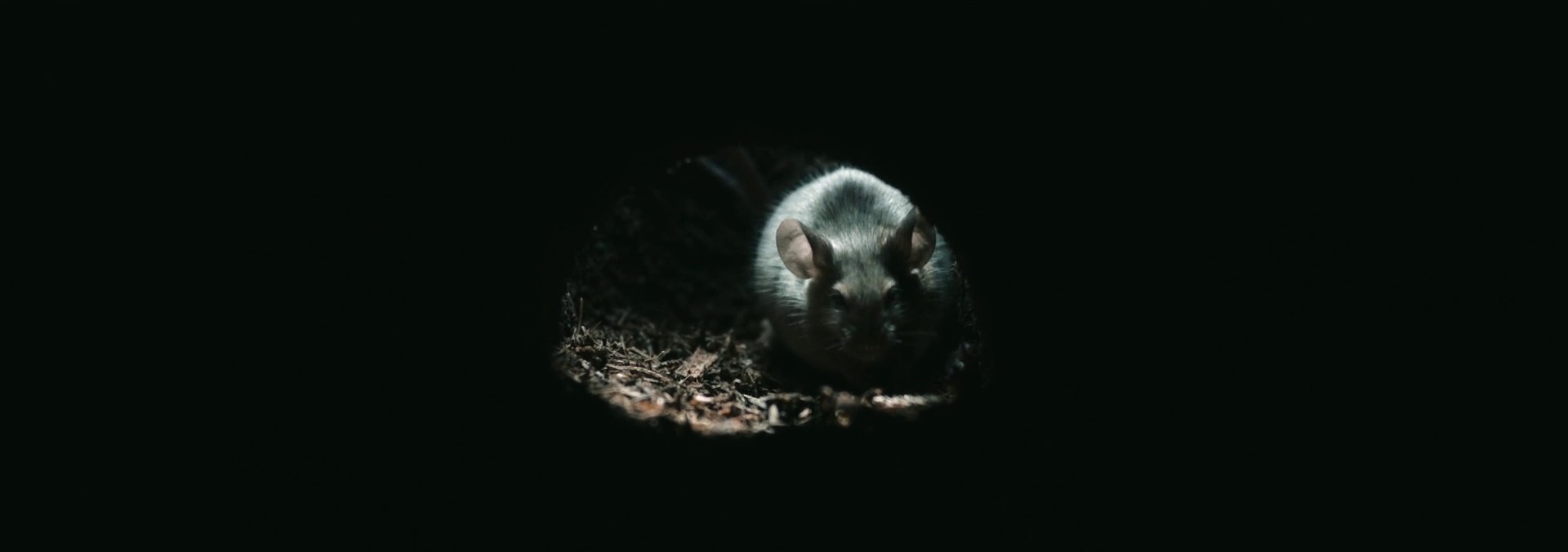 in Cold Blood (2017) —  shot,  lighting