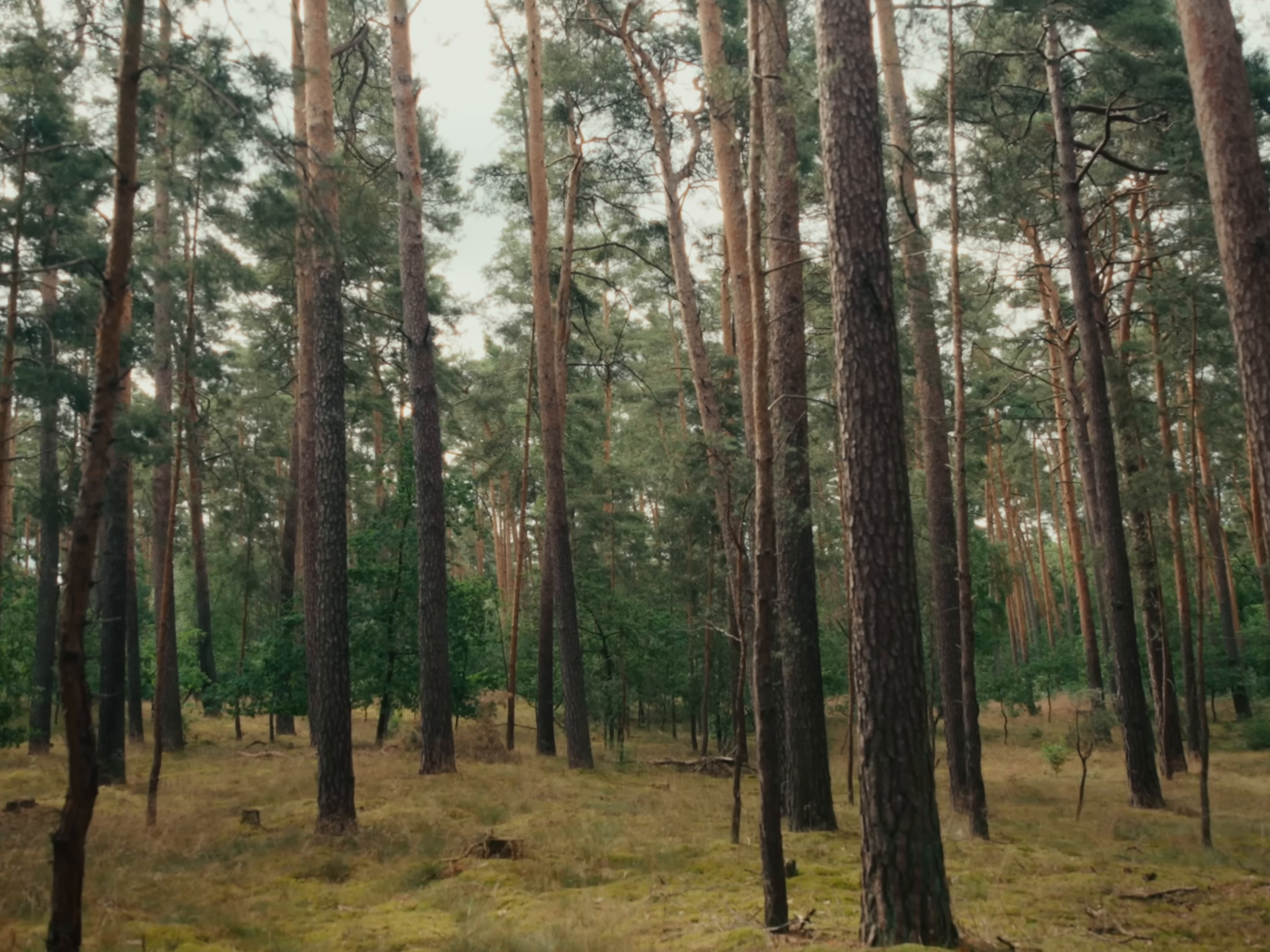 Fallen (2024) —  shot,  lighting