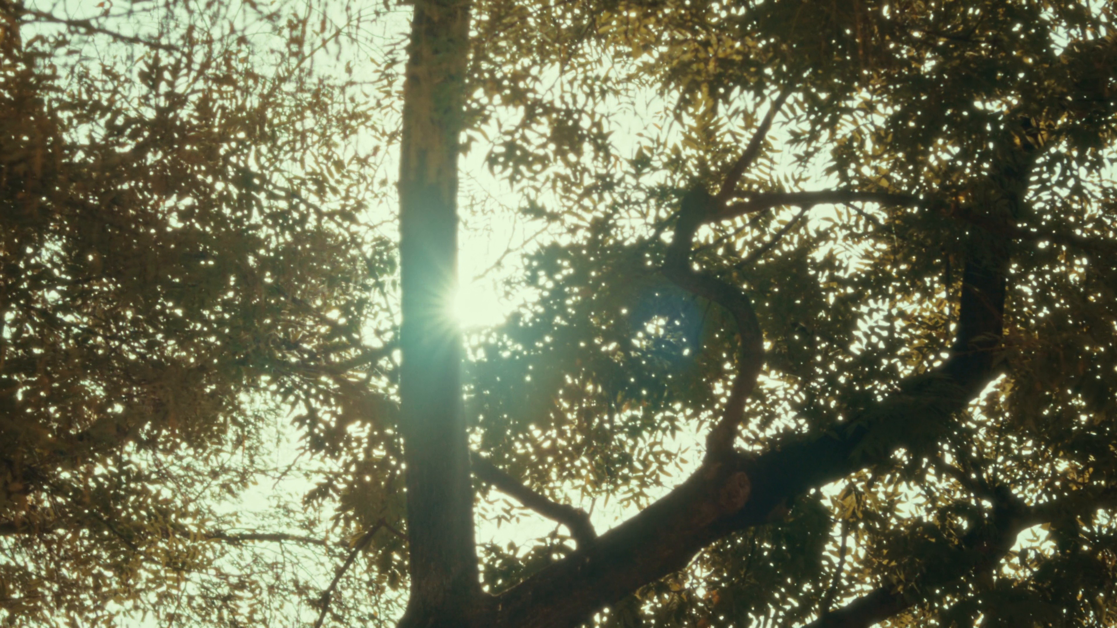 Alo Spring 2025 | Live La Dolce Vita (2025) —  shot,  lighting