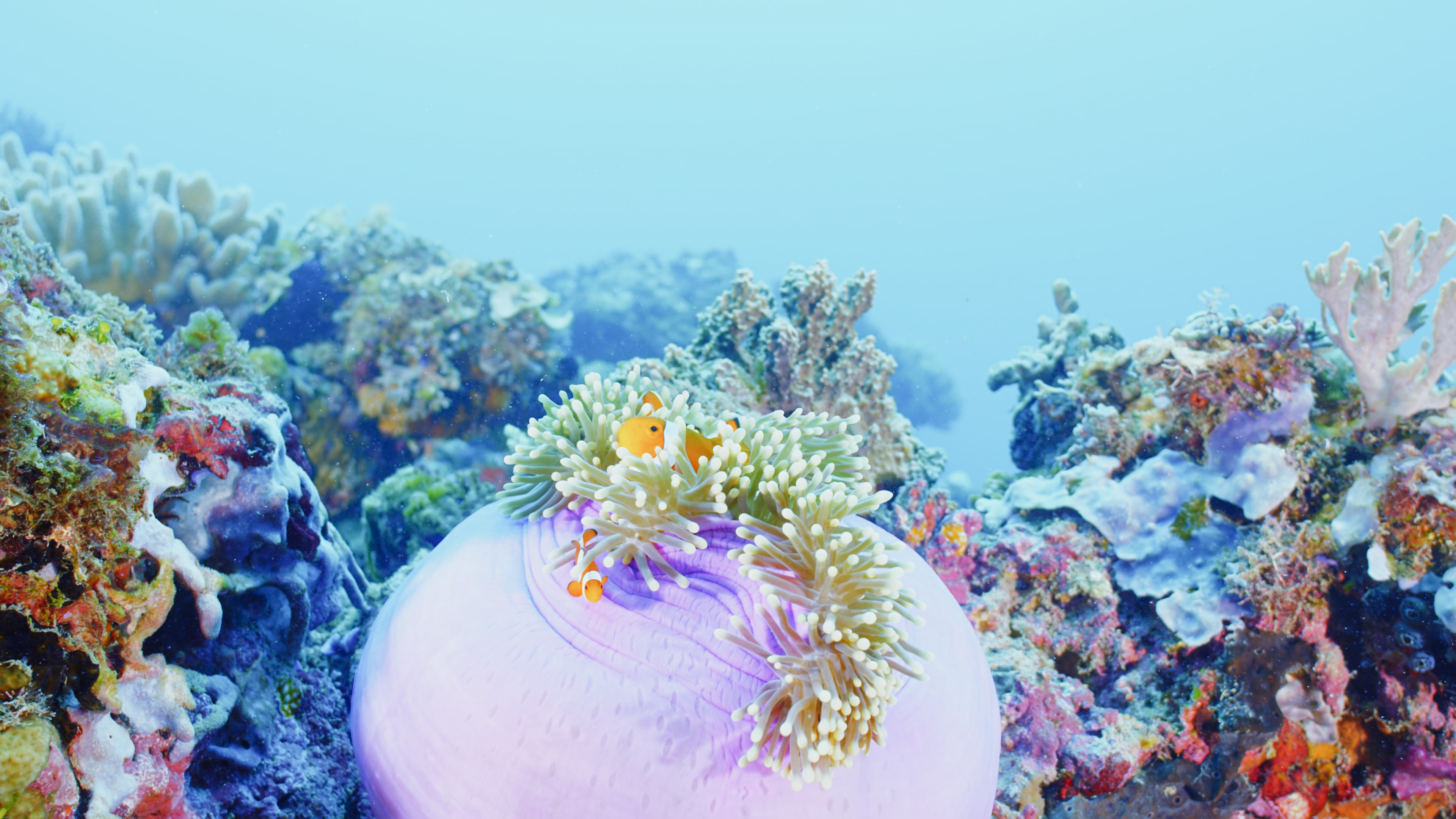 Turtle Odyssey (2018) —  shot,  lighting