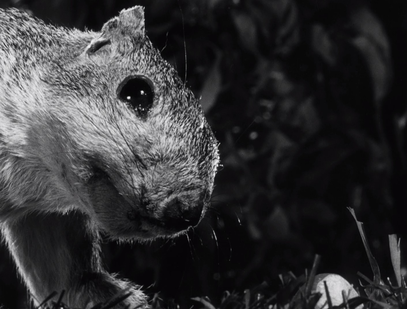 The Great Rupert (1950) —  shot,  lighting