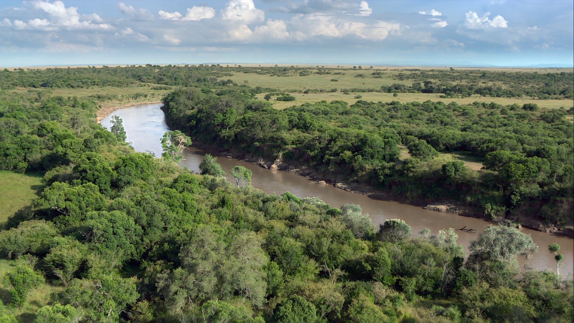 African Cats (2011) —  shot,  lighting