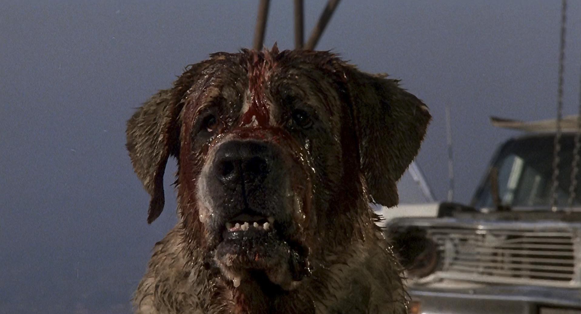 Cujo (1983) —  shot,  lighting