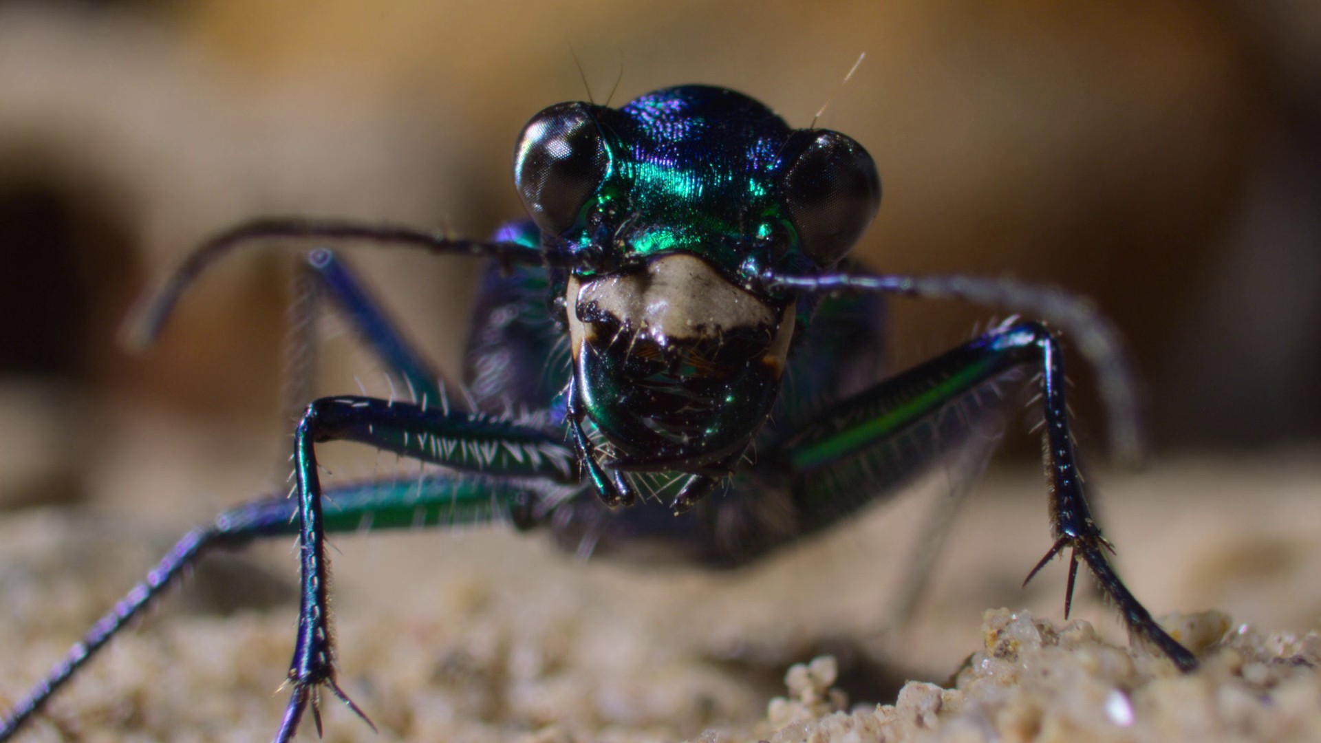 Invaders of the Land (2023) —  shot,  lighting