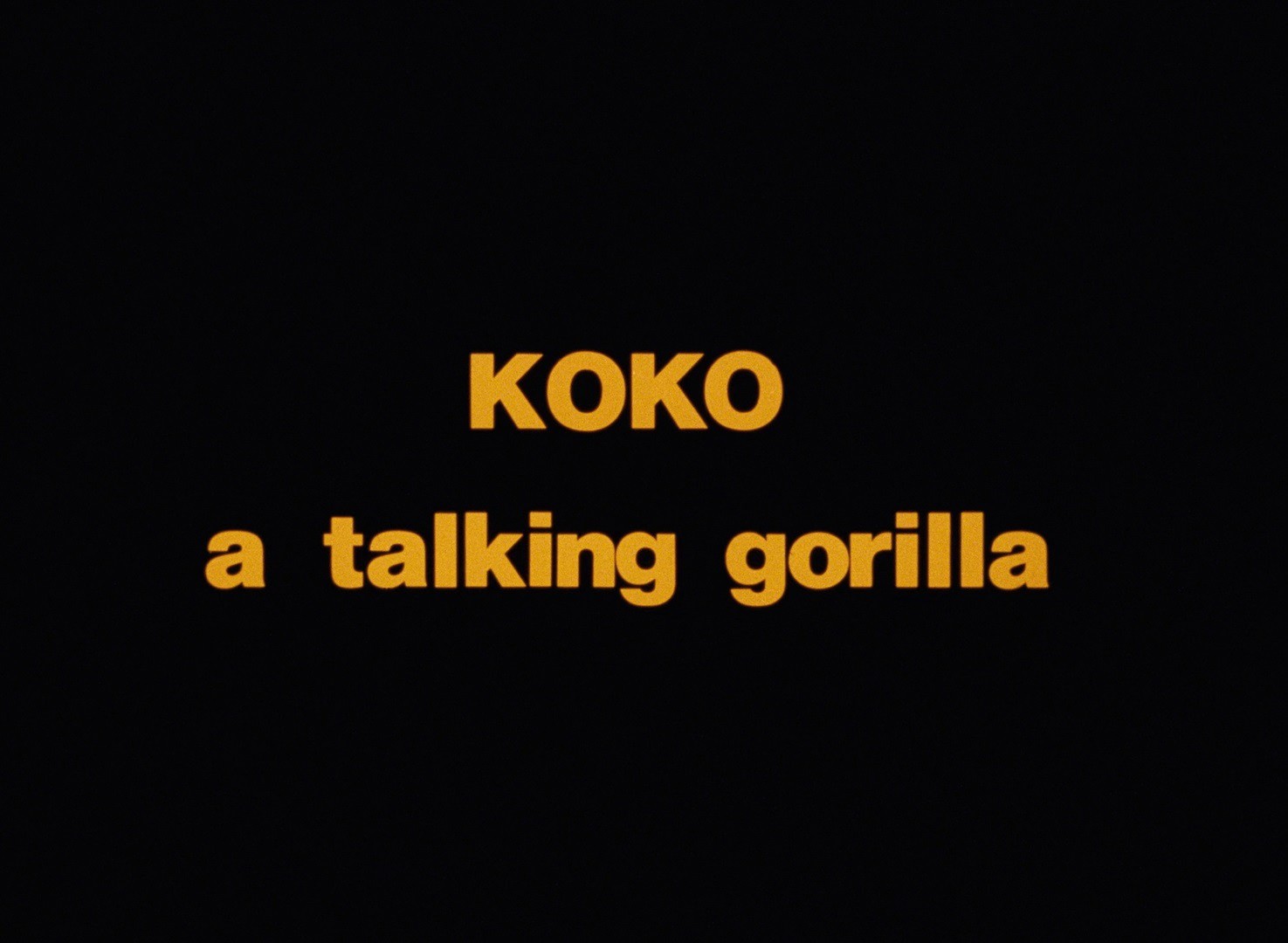 Koko: A Talking Gorilla (1978) —  shot,  lighting