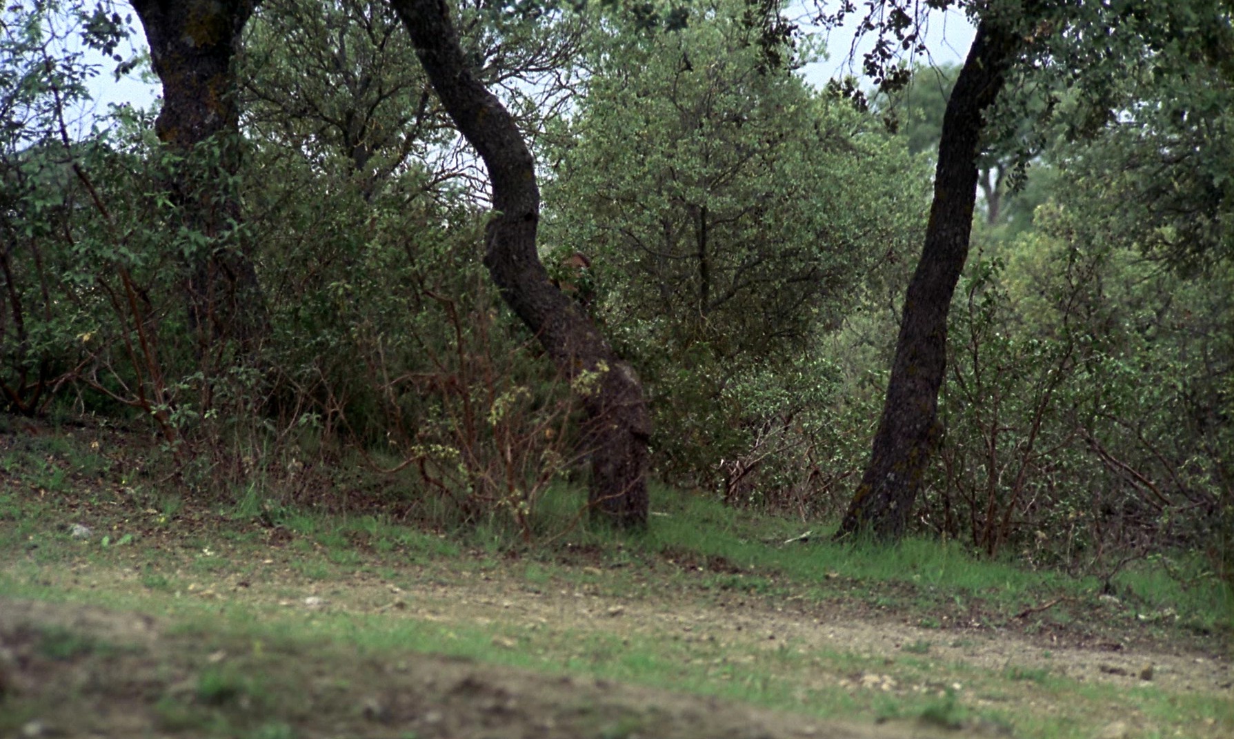 Cría Cuervos (1976) —  shot,  lighting