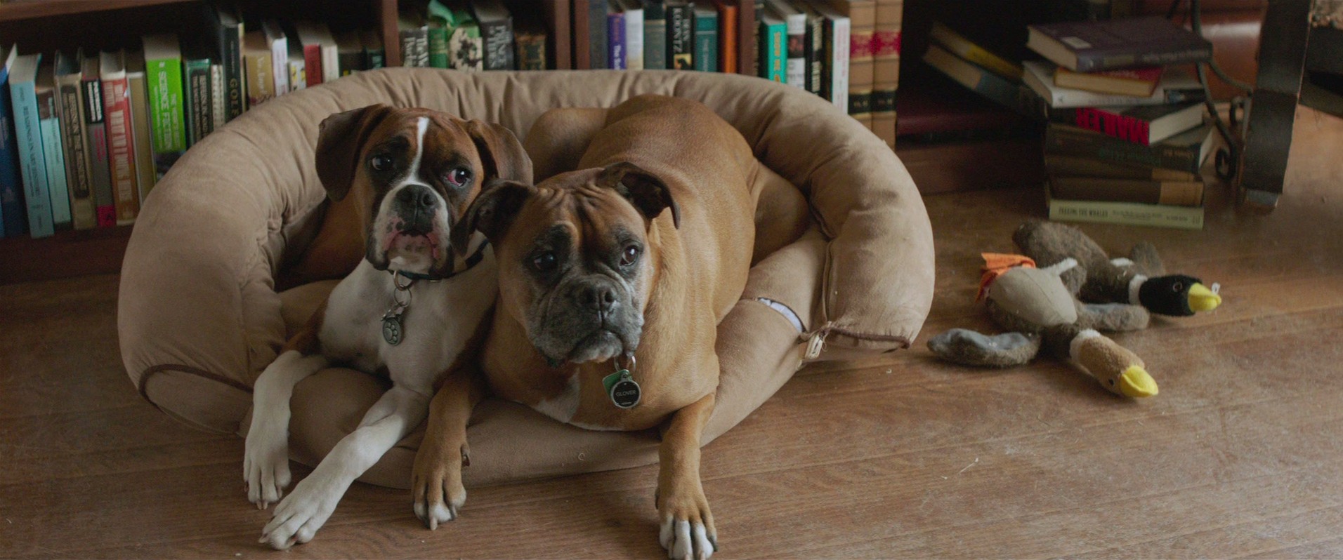 Tumbledown (2015) —  shot,  lighting