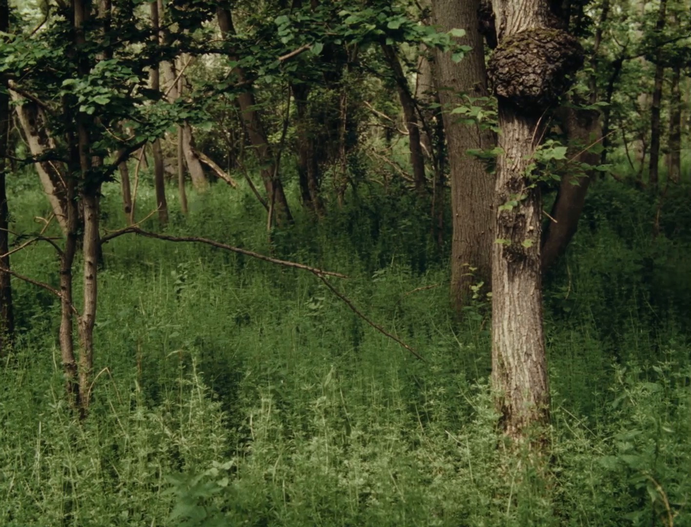 The Fawn (2024) —  shot,  lighting