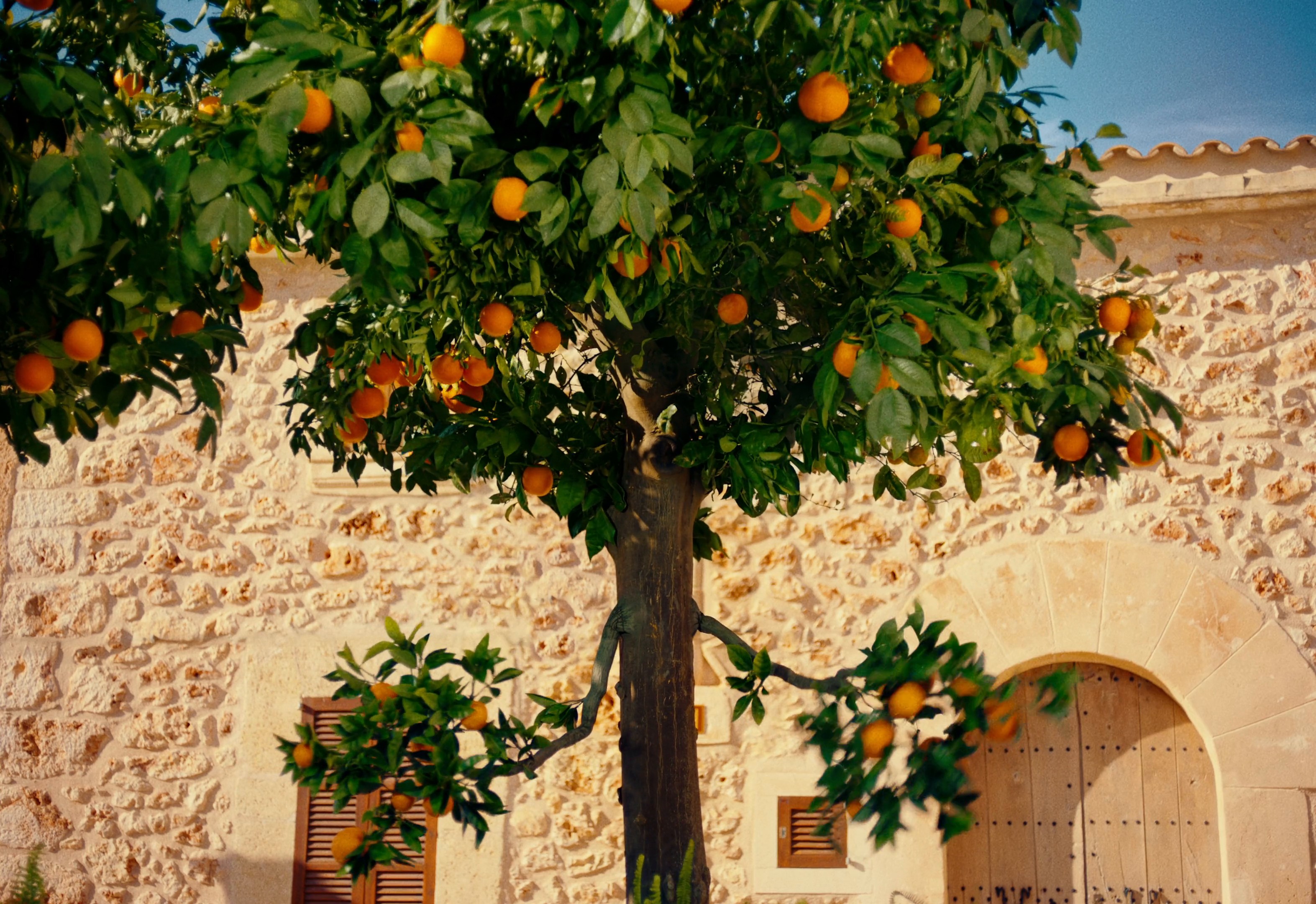 ORANGINA 'Les Oranges' (DC) (2024) —  shot,  lighting