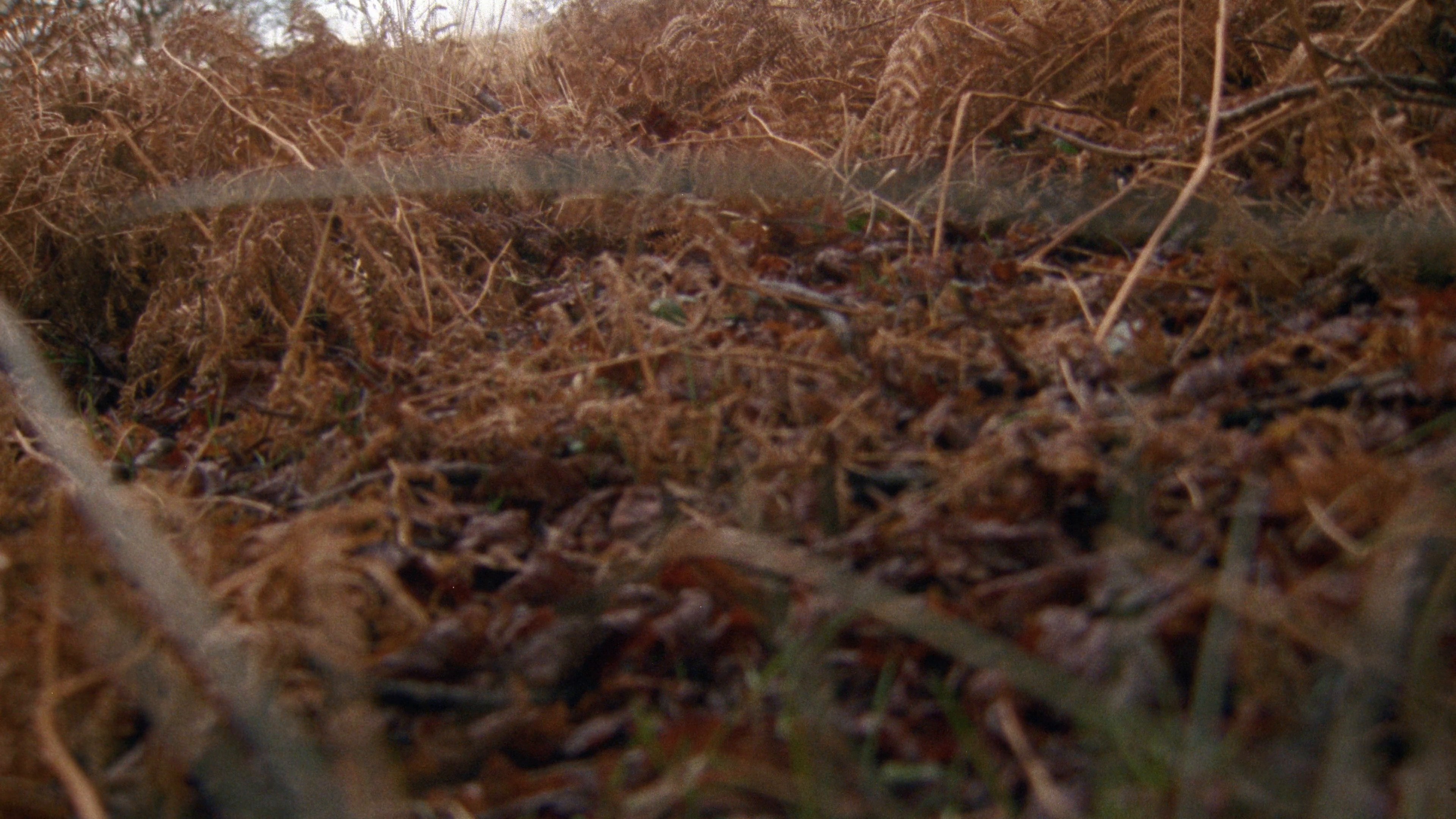 BURBERRY I HARRODS Knight Blue 024 (2024) —  shot,  lighting