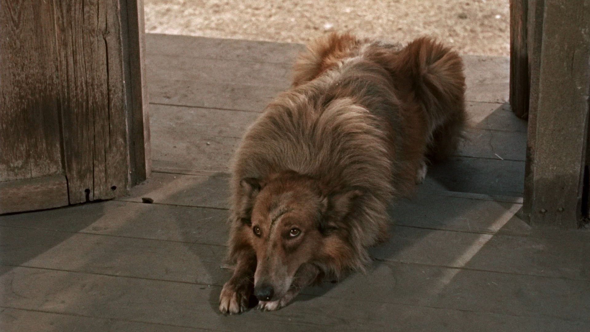 Hondo (1953) —  shot,  lighting