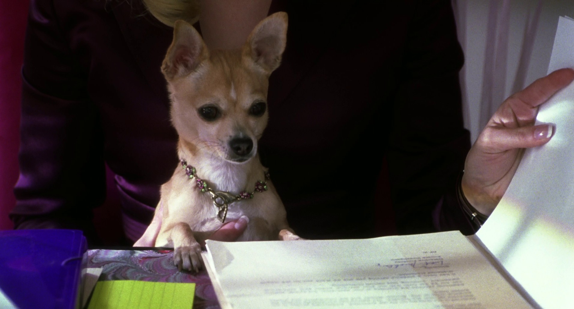 Legally Blonde 2 (2003) —  shot,  lighting