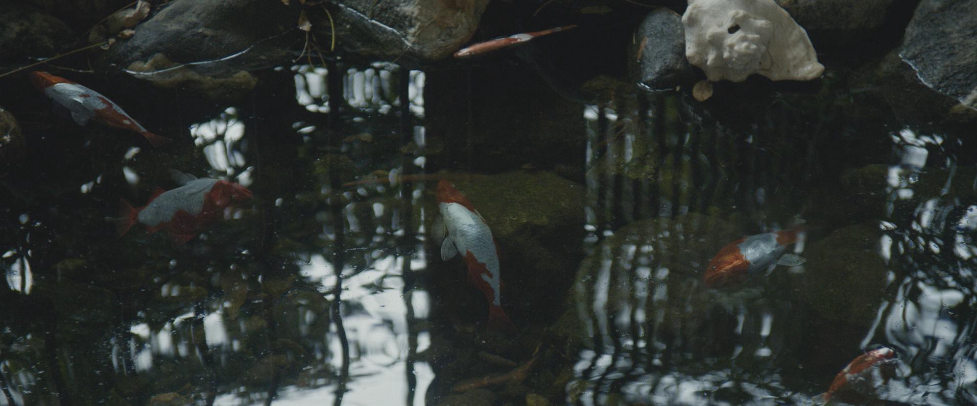 The Gift (2015) —  shot,  lighting