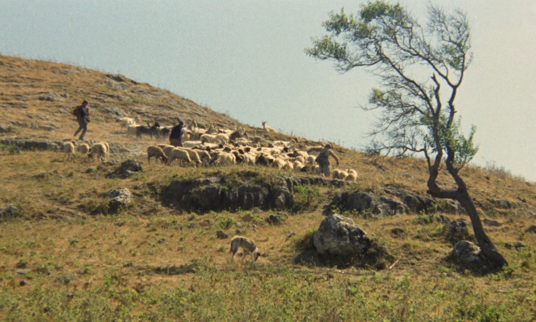 Garibaldi (1961) —  shot,  lighting