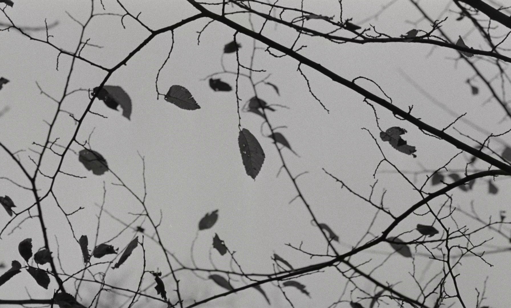 Wings of Desire (1993) —  shot,  lighting