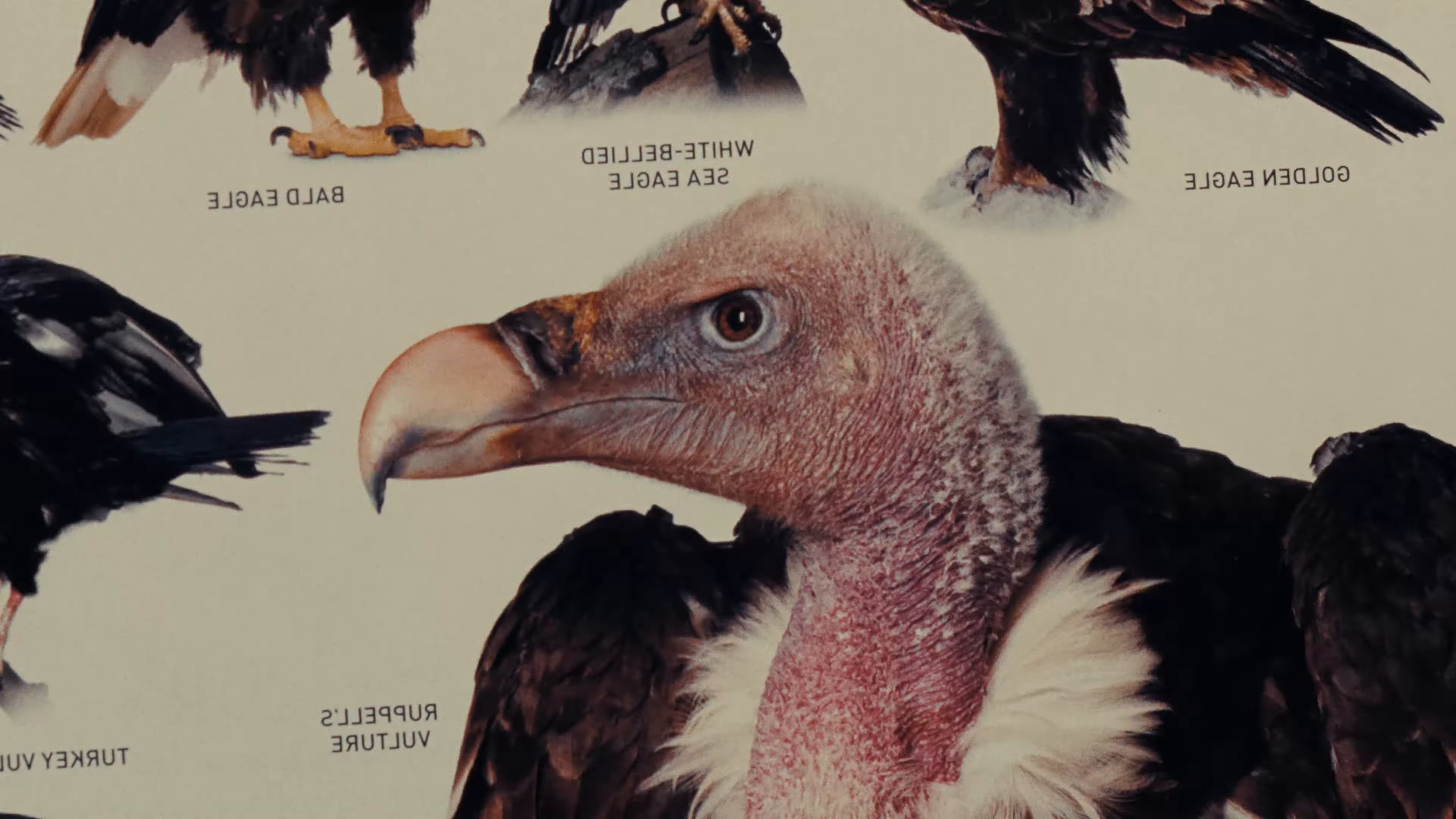 Animaru (2025) —  shot,  lighting