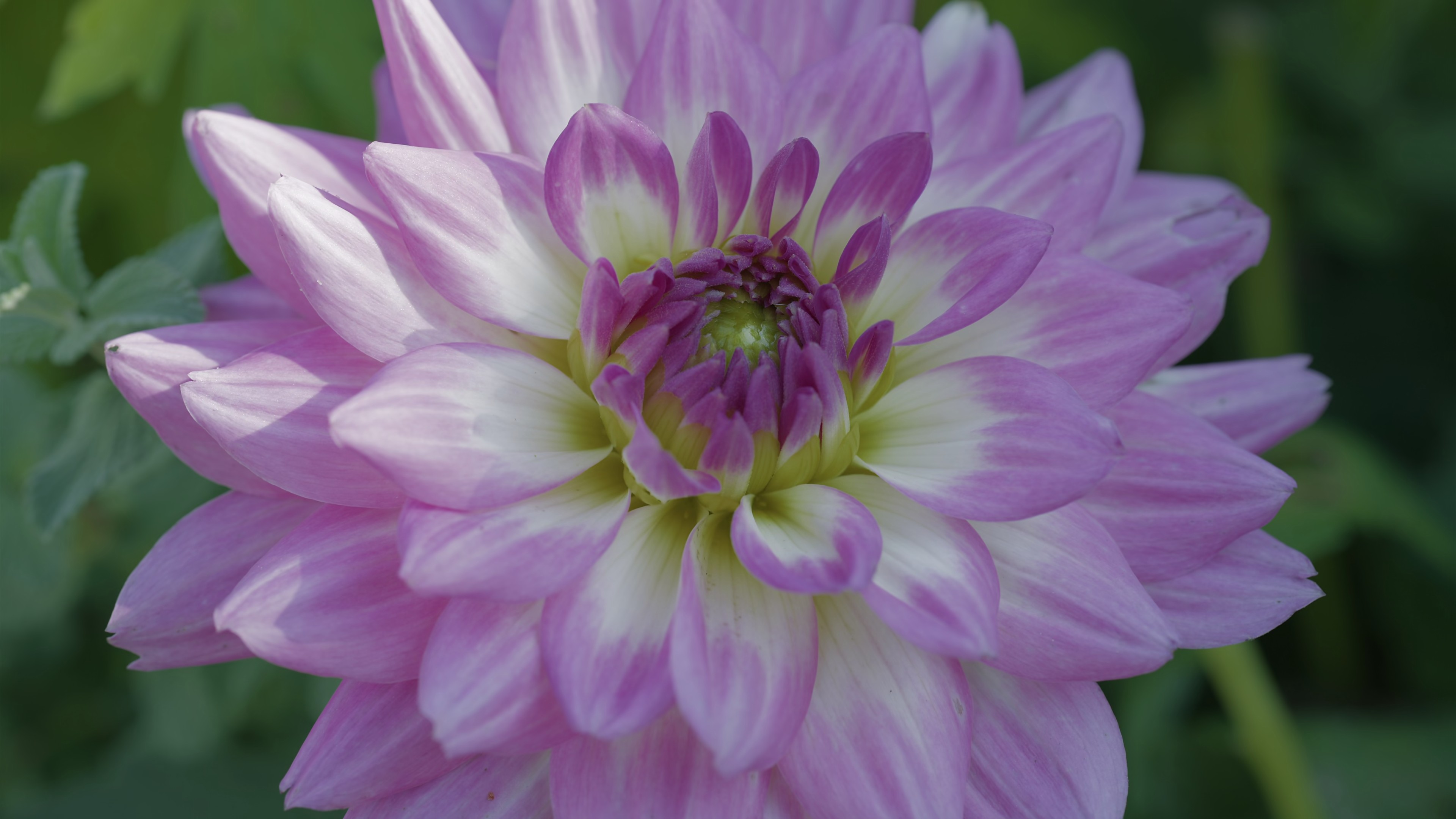 The Zone of Interest (2024) —  shot,  lighting