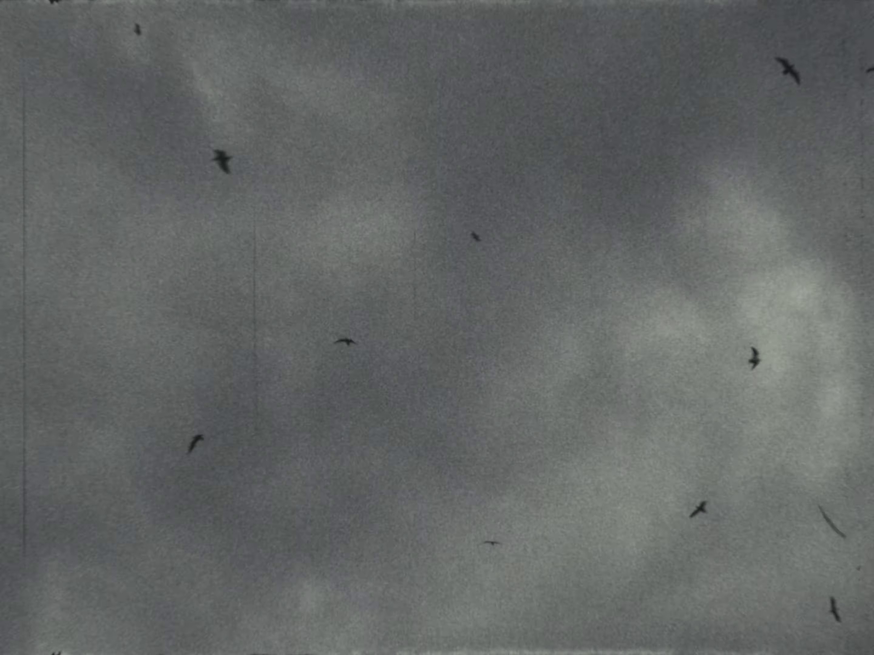 Red Roses (2024) —  shot,  lighting