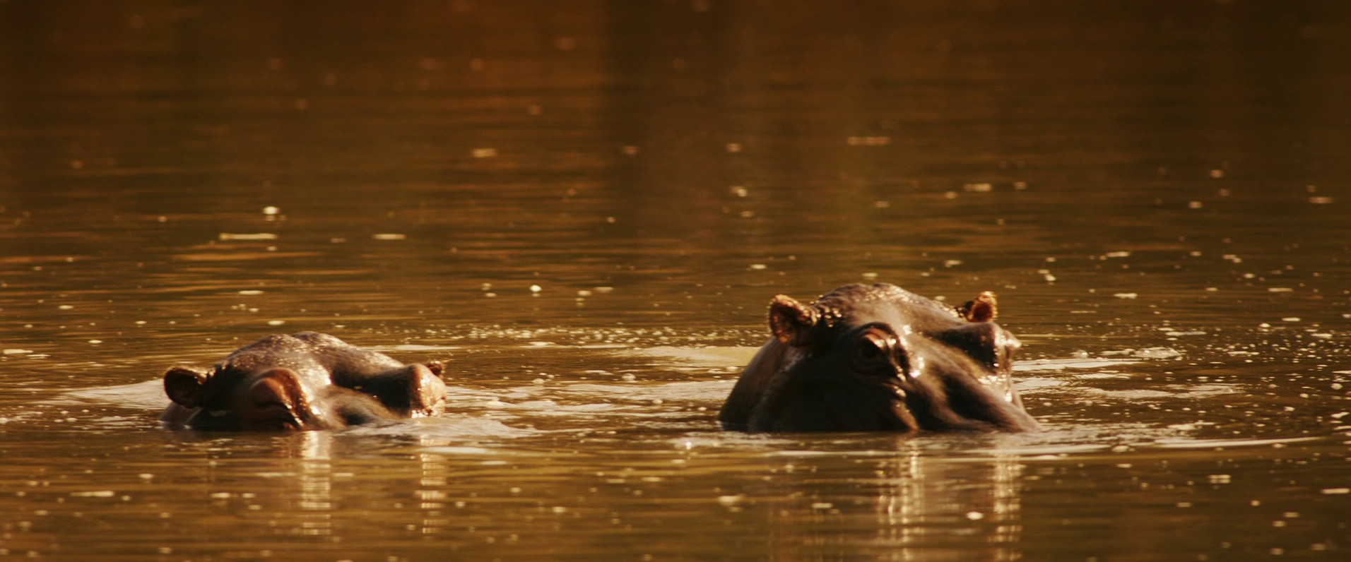 Mia and the White Lion (2018) —  shot,  lighting
