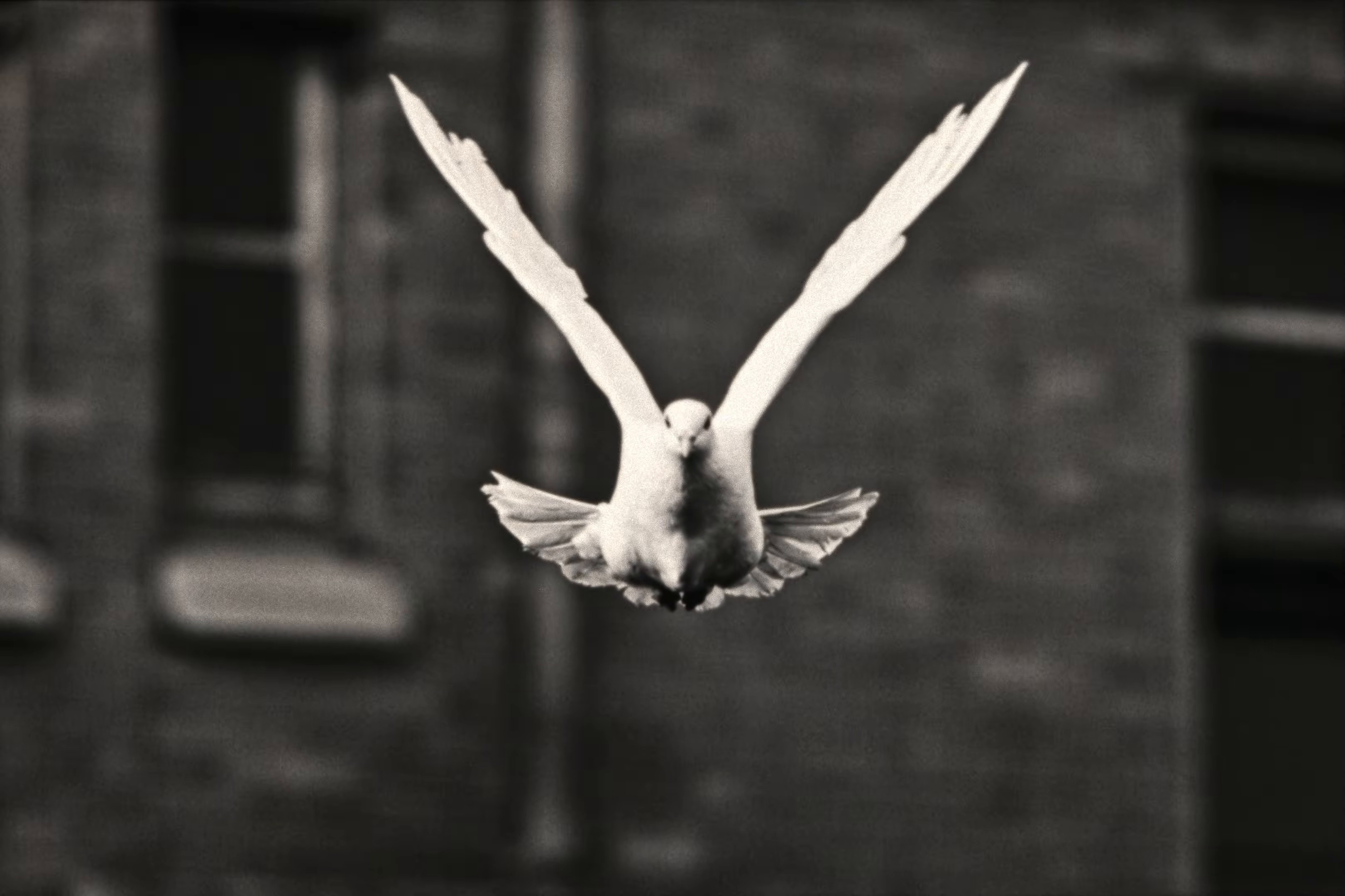 SI LE SOLEIL EXISTE (2025) —  shot,  lighting