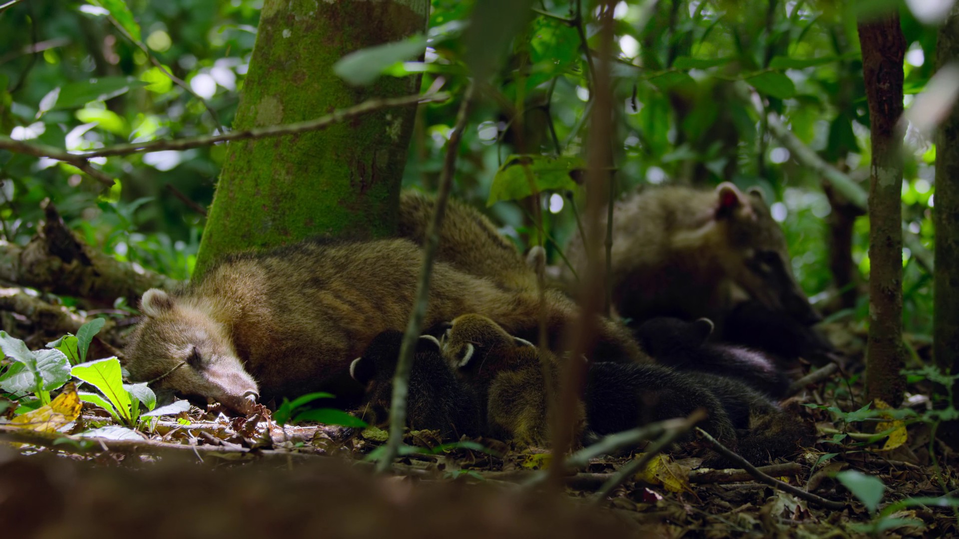 Inheriting the Earth (2023) —  shot,  lighting