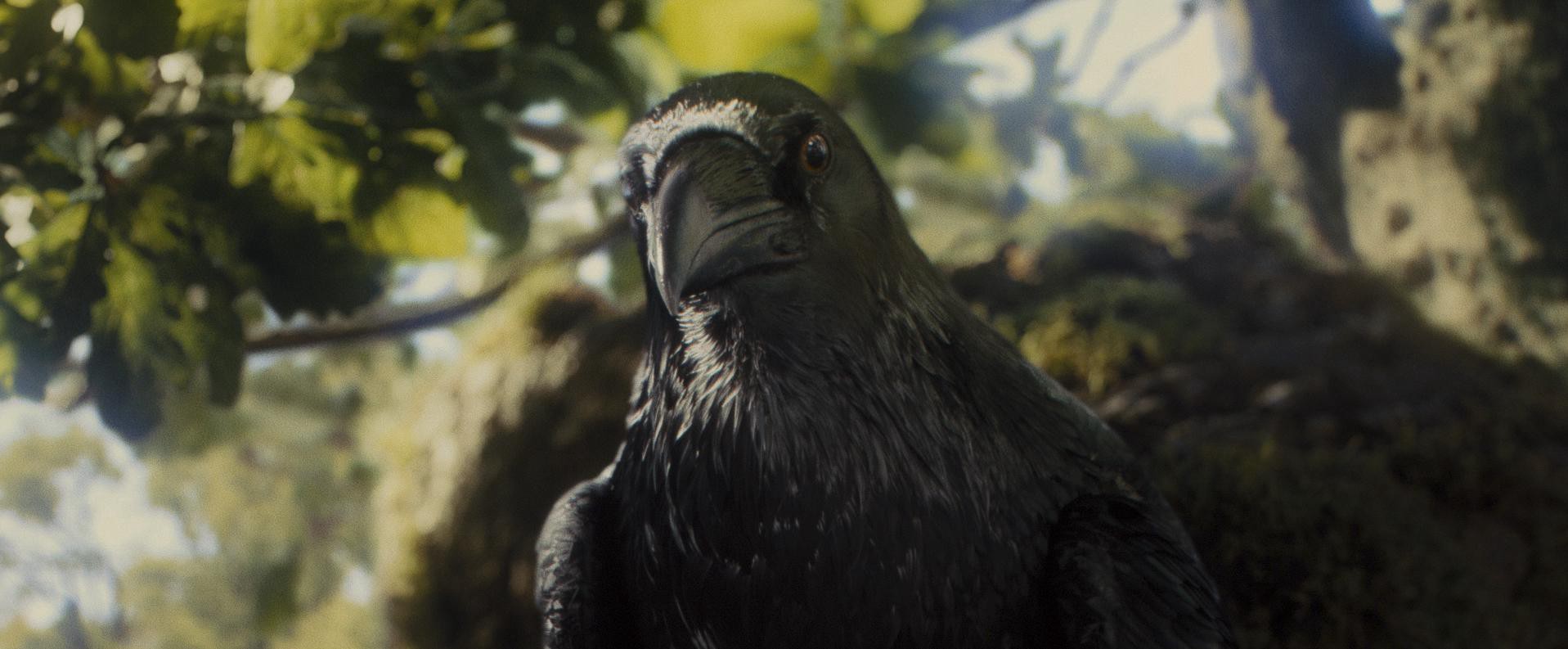 Maleficent (2014) —  shot,  lighting