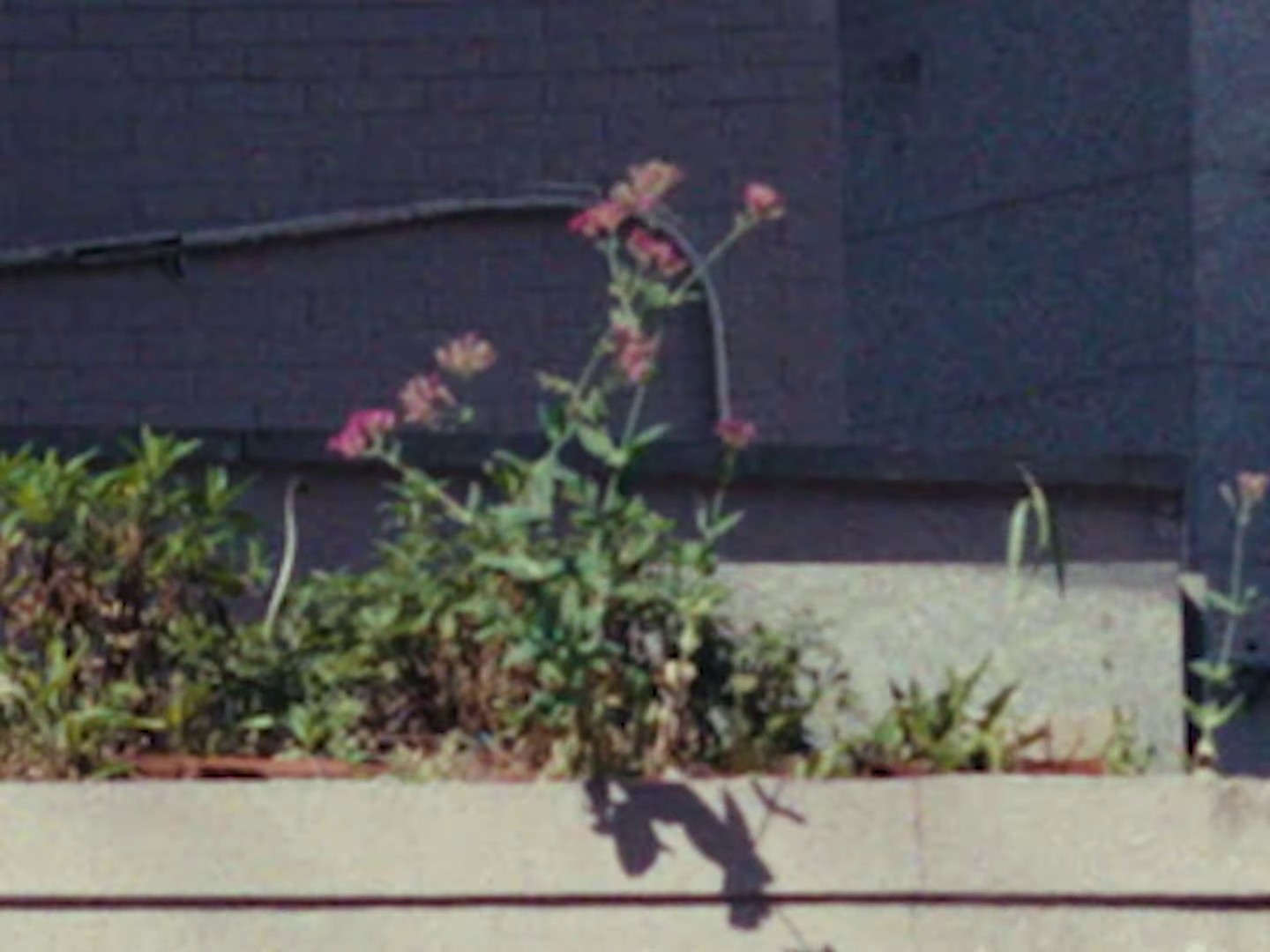 VVVIP  (2023) —  shot,  lighting