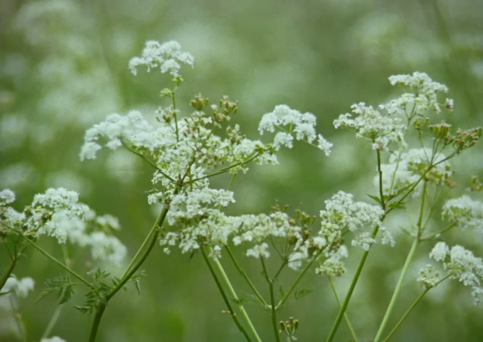 Dream Therapy (2025) —  shot,  lighting