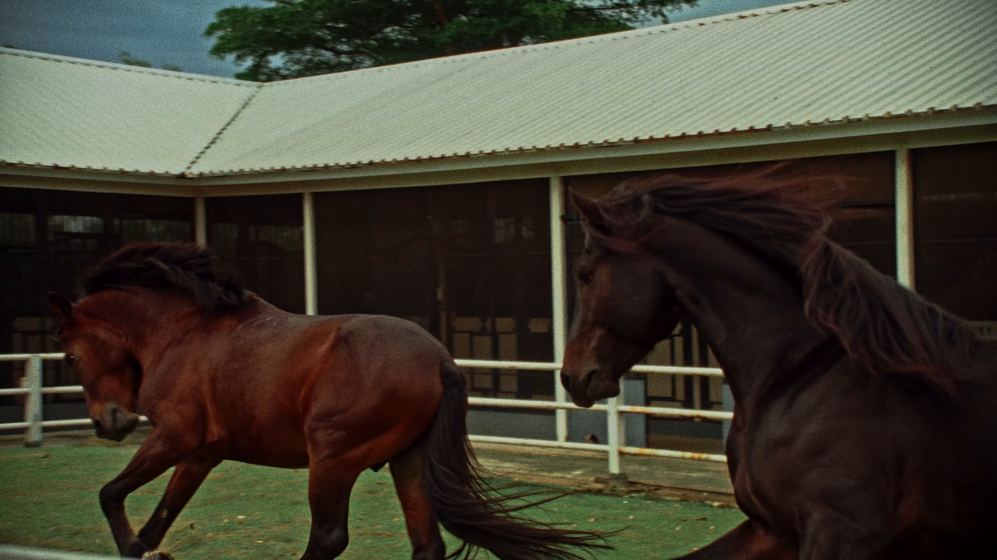 COWBOY ANGEL (2025) —  shot,  lighting