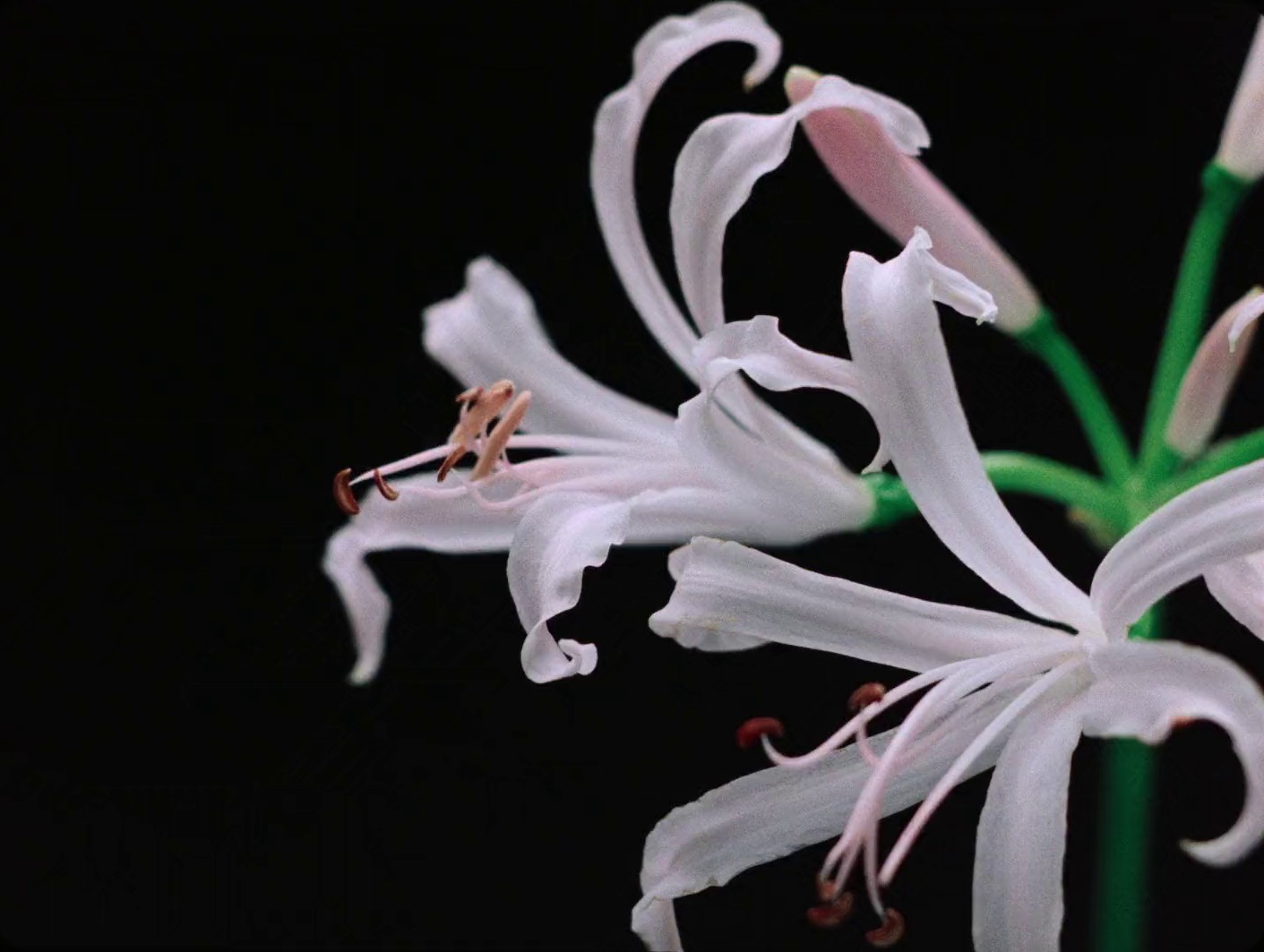 Children Alt (2024) —  shot,  lighting