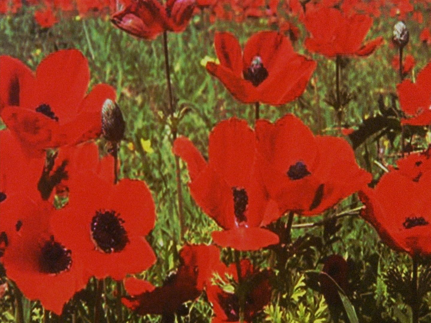 Wasteland No.1 - Ardent, Verdant (2017) —  shot,  lighting