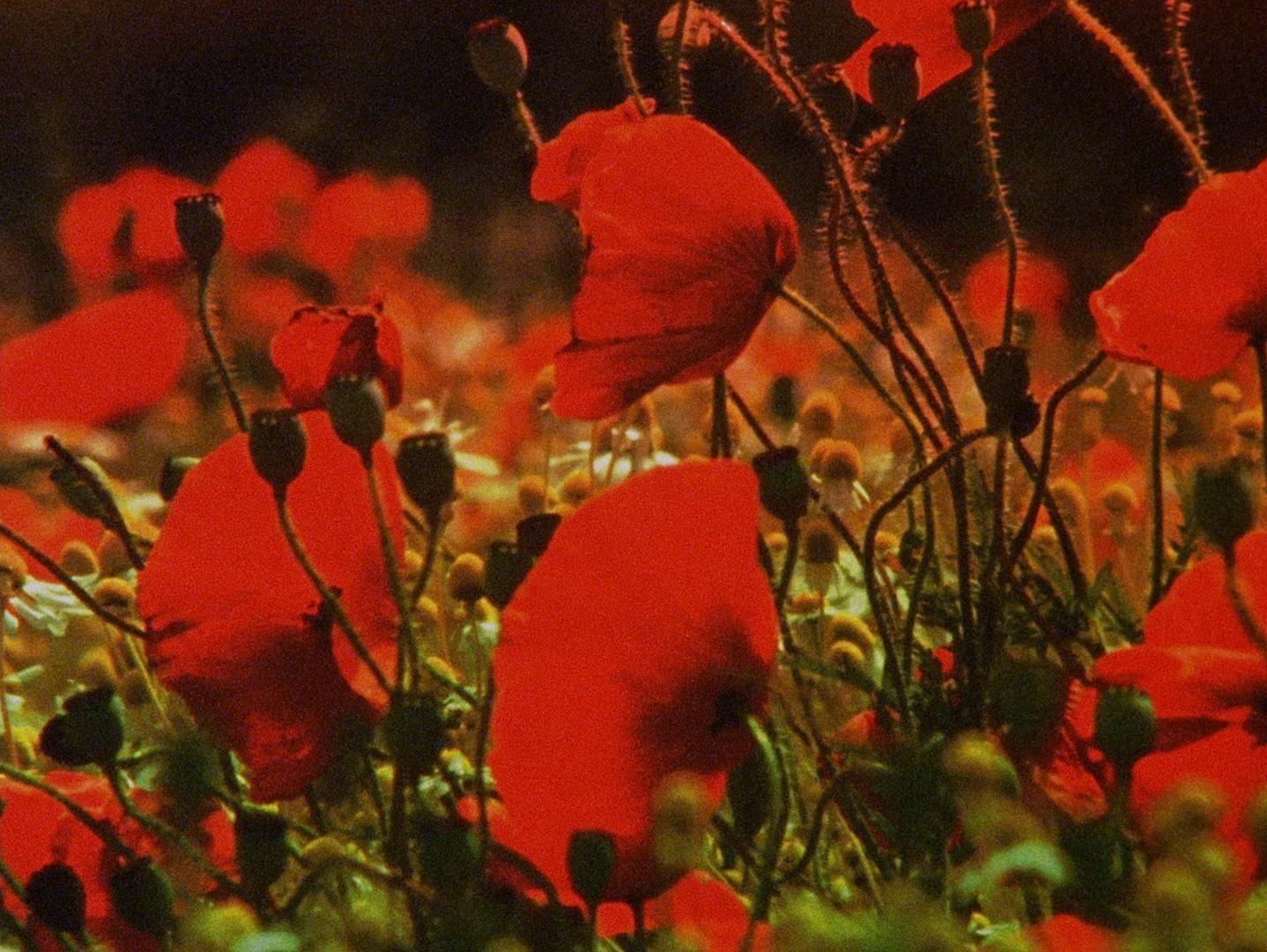 Wasteland No.1 - Ardent, Verdant (2017) —  shot,  lighting