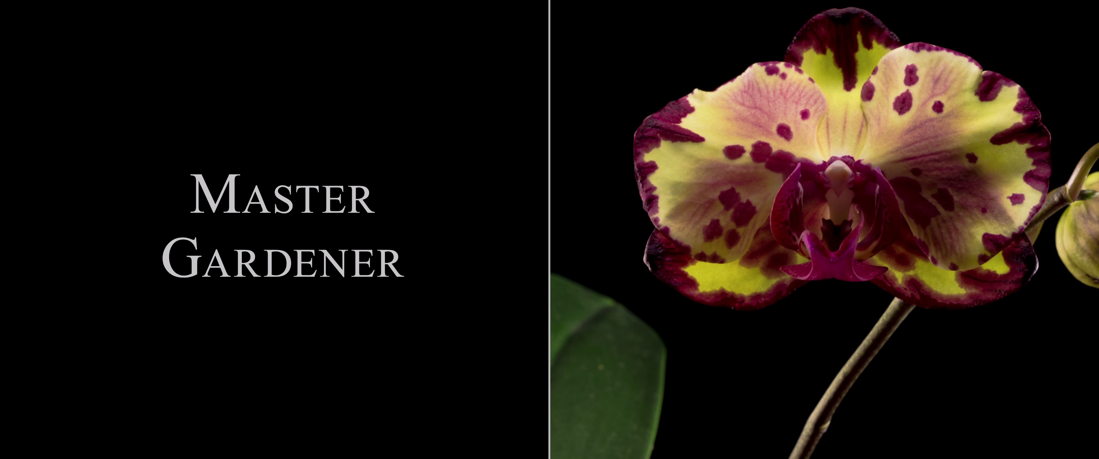 Master Gardener (2023) —  shot,  lighting