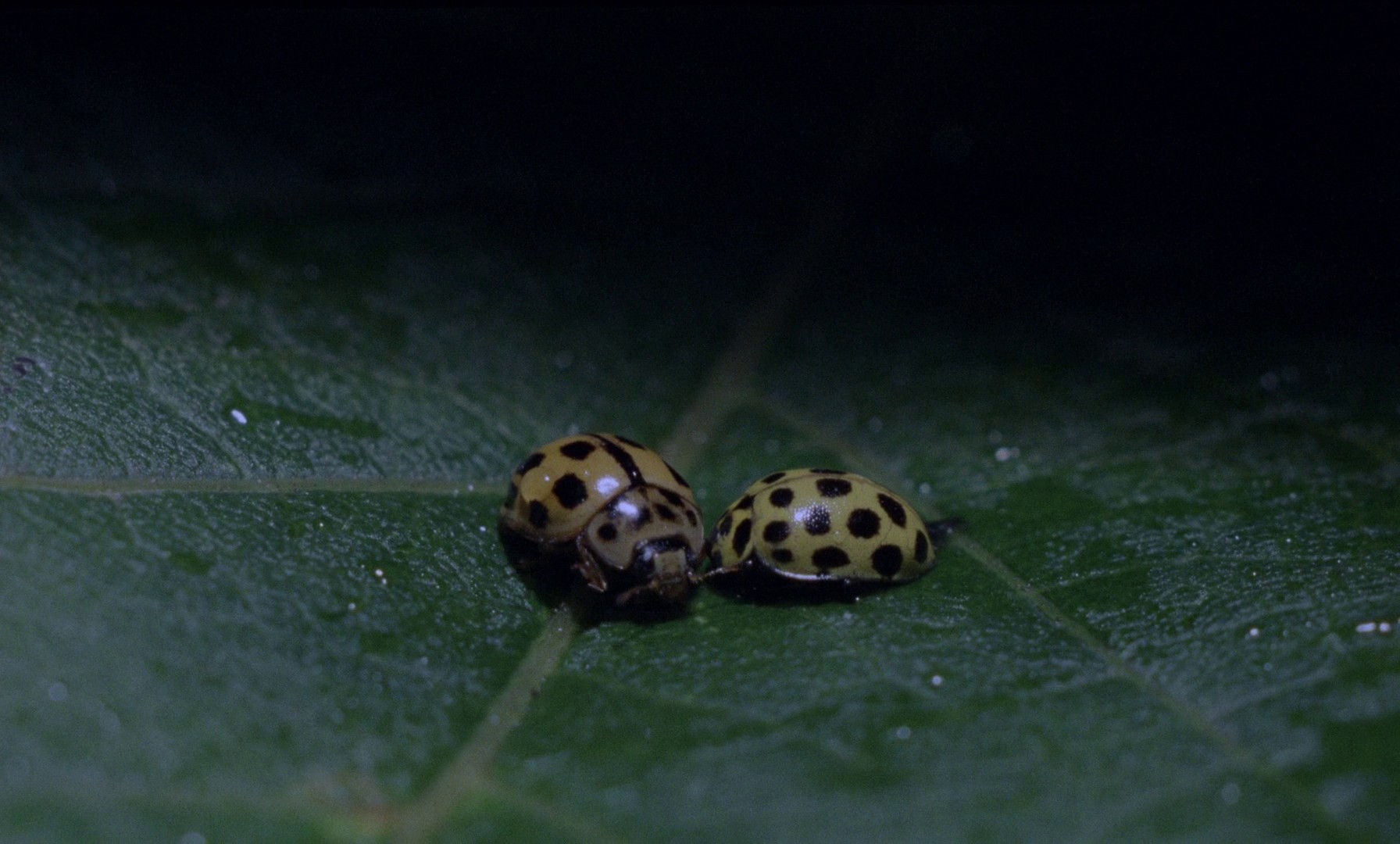 Phenomena (1985) —  shot,  lighting
